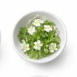 MindWake ingredient Bacopa Monnieri (Leaf Extract)